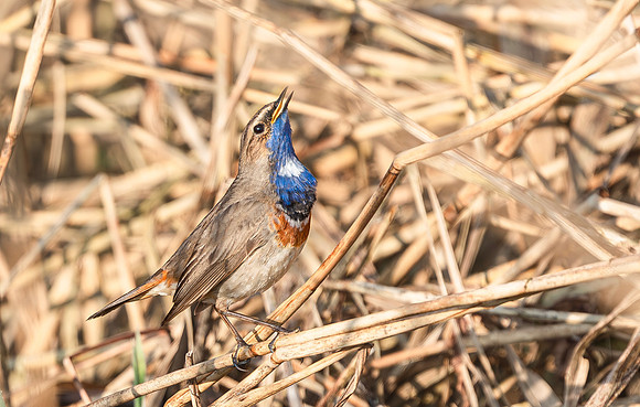 Blauwborst ♂ balts, Waverhoek 2017