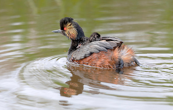 Geoorde Fuut, juv, Black-necked Grebe / Eared Grebe, Onner Polder 2021