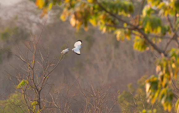 Bali Starling, Bali, Indonesia 2018