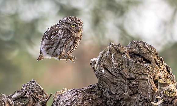 Steenuil, Little Owl, Groene Hart 2024