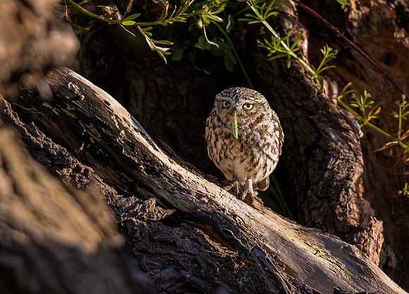 Steenuil, Little Owl, Groene Hart, Nederland 2024