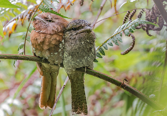 Sri Lanka Frogmouth ♀, ♂, Sinharaja, Sri Lanka 2019