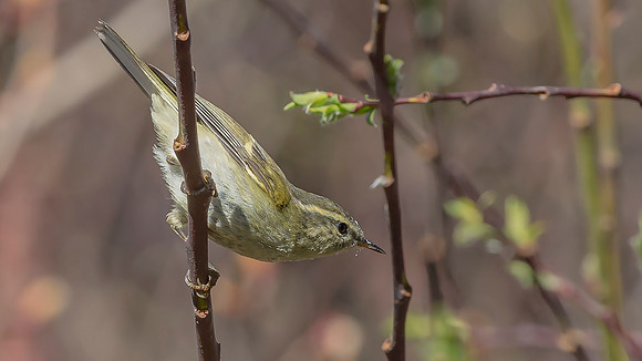 Arctic Warbler, Sichuan 19-05-2017, S1A6500