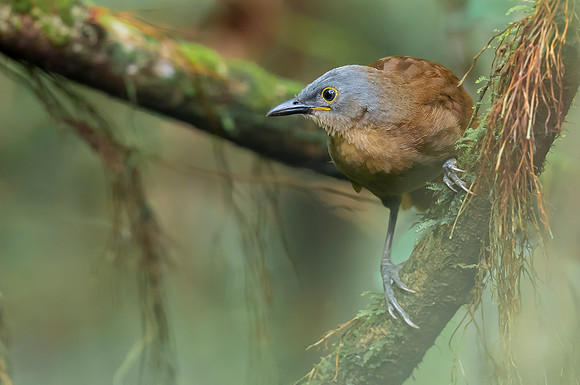 Ashy-headed Laughingthrush imm., Sinharaja, Sri Lanka 2019
