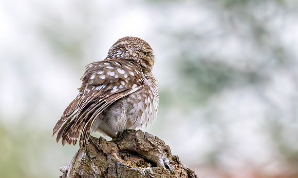 Steenuil, Little Owl, Groene Hart 2024