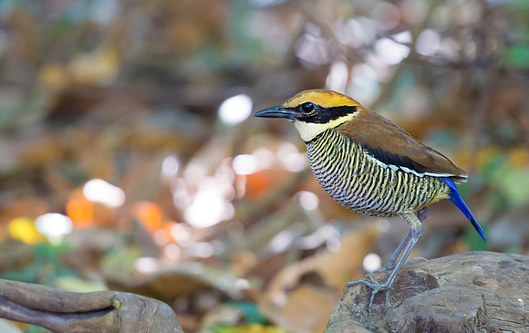 Javan Banded Pitta ♀, Bali, Indonesia 2018