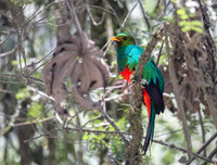 LATIN AMERICA