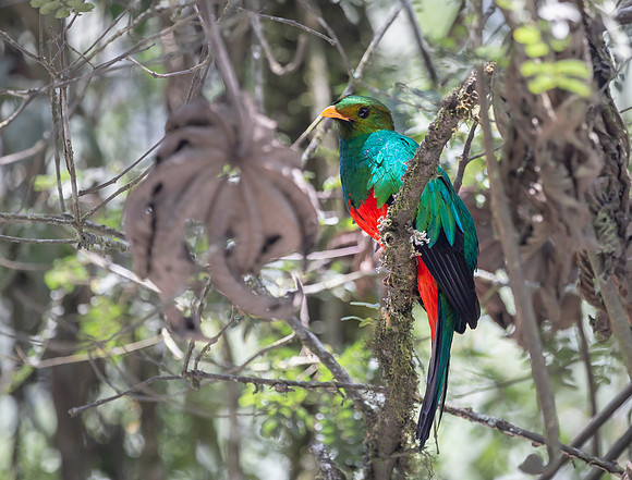 Golden-headed Quetzal ♂, Peru 2014