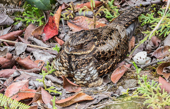 Heinrich's Nightjar, Diabolical Nightjar, Lore Lindu NP, Sulawesi, Indonesia 2018