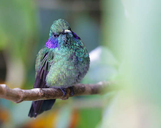 Green Violet-ear, Colombia 2015