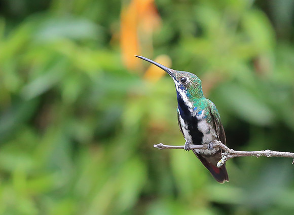 Black-throated Mango ♀, Colombia 2015