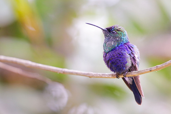 Crowned Woodnymph, Colombia 2015