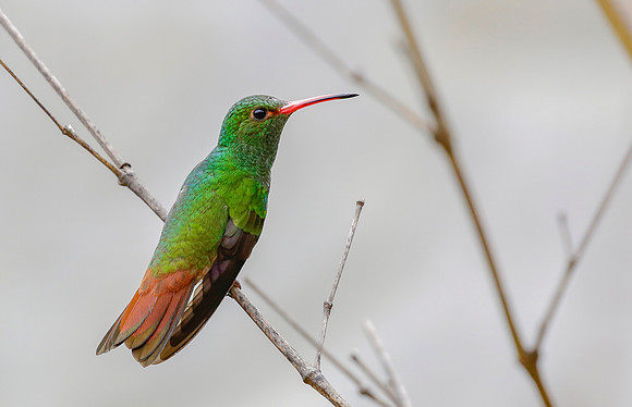 Rufous-tailed Hummingbird, Colombia 2015