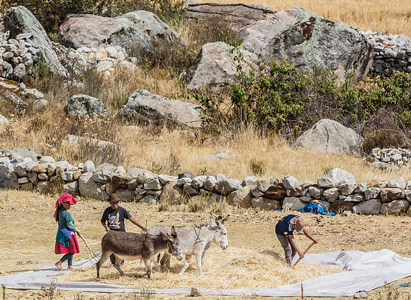 Peru, farmers threshing quinoa, Cordillera Blanca 2015