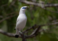 1 Bali Starling, Bali Barat Ntl Park 03-10-2018, S1A3930 def rec