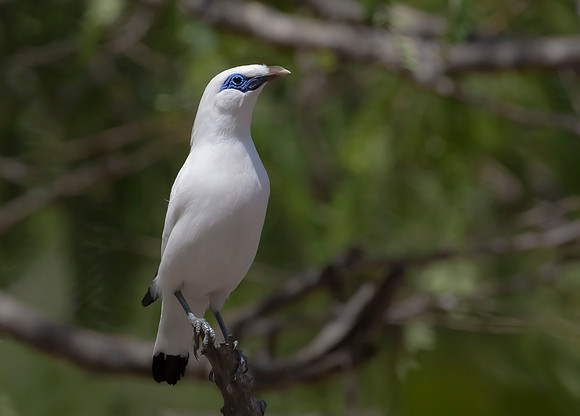 1 Bali Starling, Bali Barat Ntl Park 03-10-2018, S1A3930 def rec