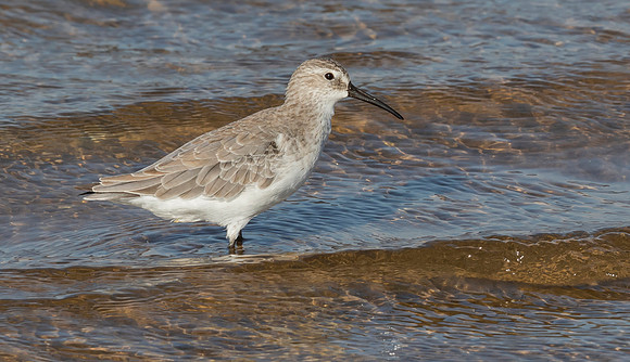 Curlew Sandpiper winter, Krombek Strandloper, Bundala NP,  Sri Laka 2019
