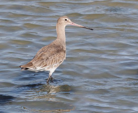 Black-tailed Godwit winter, Grutto, Bundala NP,  Sri Laka 2019