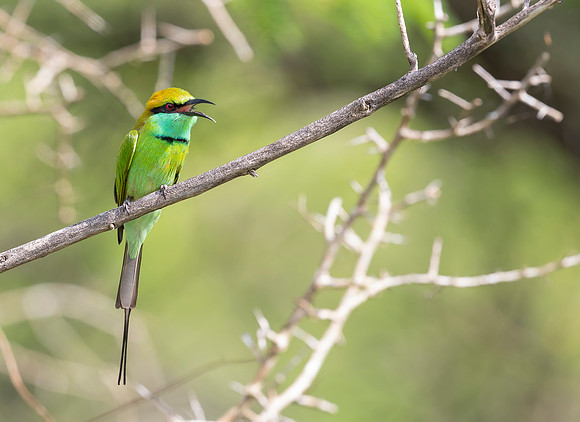 Green Bee-eater ♂, Bundala NP, Sri Lanka 2019