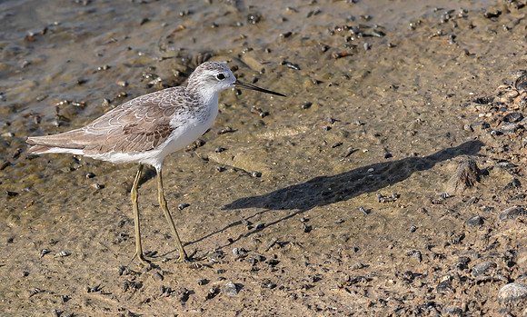 Marsh Sandpiper winter, Poelruiter, Bundala 2019