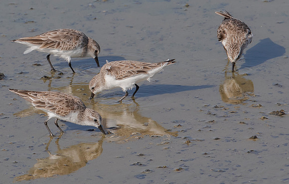Little Stint, Kleine Strandloper, Bundala NP Sri Lanka 2019