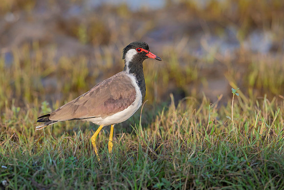 Red-Wattled Lapwing, Bundala NP, Sri Lanka 2019