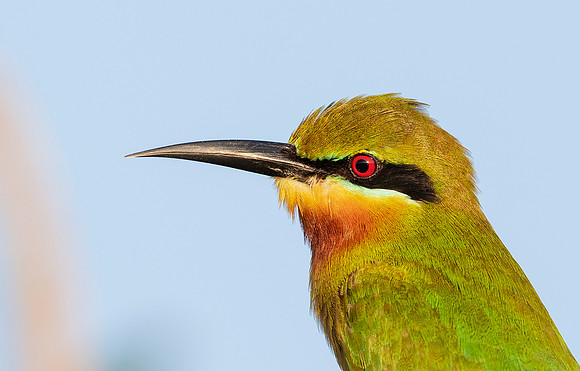 Blue-tailed Bee-eater, Bundala NP, Sri Lanka 2019
