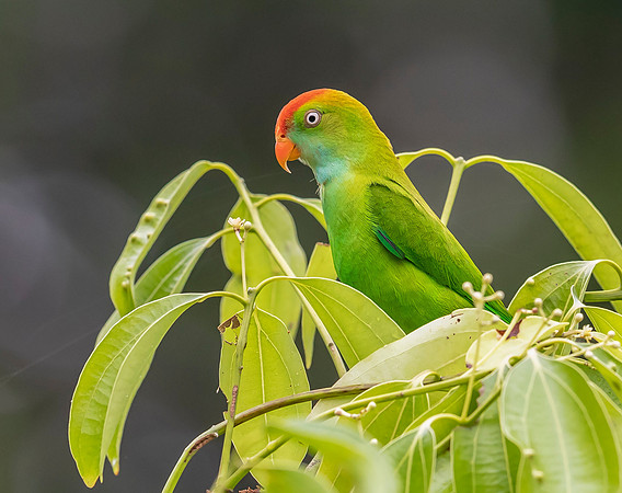 Sri Lanka Hanging Parrot, Sinharaja NP, Sri Lanka 2019