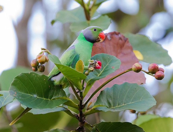 Layard's Parakeet, Sinharaja NP, Sri Lanka 2019