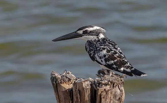 Pied Kingfisher, Bundala NP, Indonesia 2019