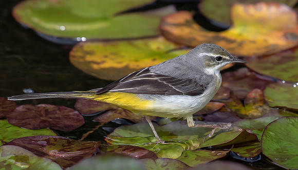 Grey Wagtail, Horton Plains NP, Sri Lanka 2019