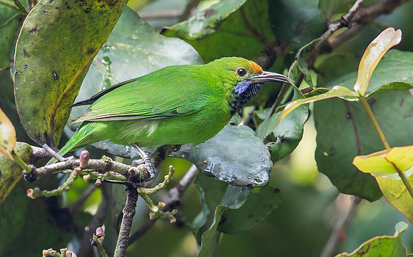 Golden-fronted Leafbird, Kitulgala, Sri Lanka 2019