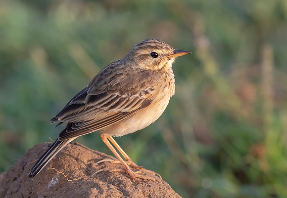 Paddyfield Pipit, Bundala NP, Sri Lanka 2019