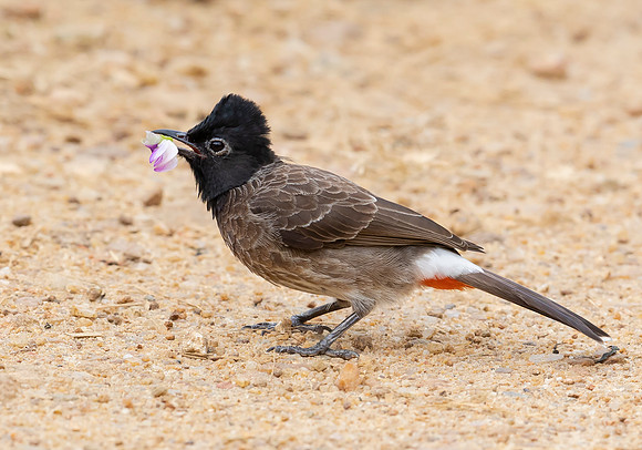 Red-vented Bulbul, Kitulgala, Sri Lanka 2019