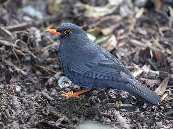 Indian Blackbird, Nuwara Eliya Sri Lanka 2019
