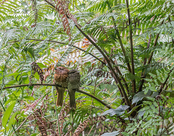 Sri Lanka Frogmouth ♀, ♂, Sinharaja, Sri Lanka 2019