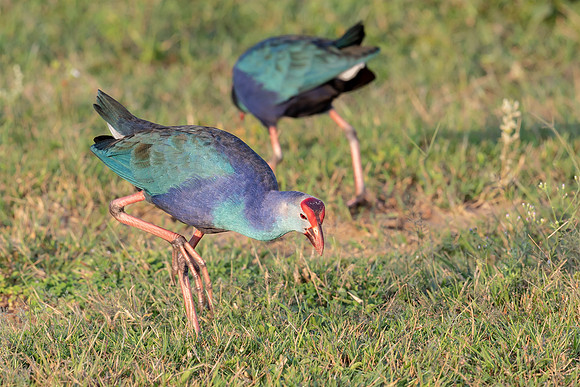 Purple Swamphen, Bundala 17-12-2019, 16A4357 def