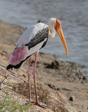 Painted Stork, Bundala 16-12-2019, 16A3450 def