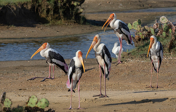 Painted Storks, Bundala 16-12-2019, 16A3799 c def