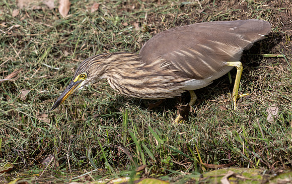 Indian Pond Heron, Nuwara Eliya, Sri Lanka 2019