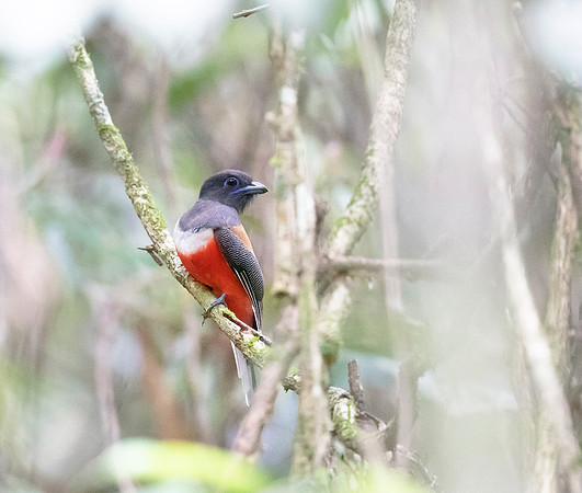 Malabar Trogon, Sinharaja NP, Sri Lanka 2019