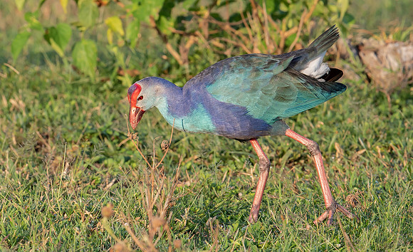 Purple Swamphen, Bundala NP, Sri Lanka 2019
