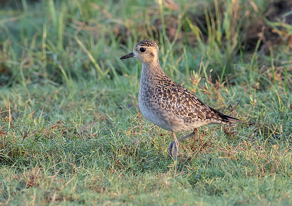 Pacific Golden Plover, Bundala NP, Sri Lanka 2019