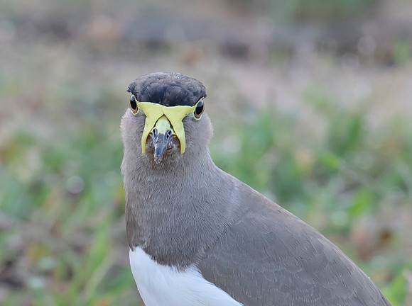 Yellow-wattled Lapwing, Bundala NP, Sri Lanka 2019