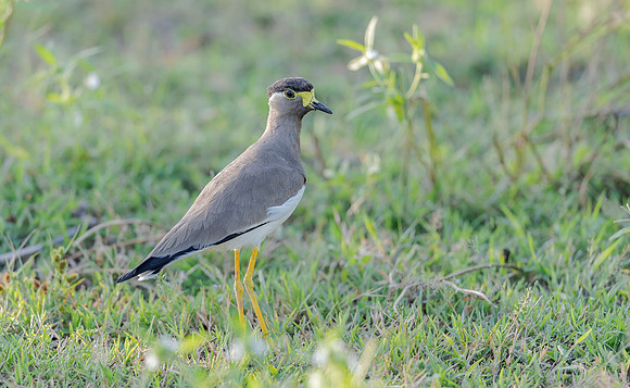 Yellow-wattled Lapwing, Bundala NP, Sri Lanka 2019