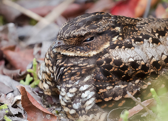1 Diabolical Nightjar, Sulawesi, Indonesia 2018