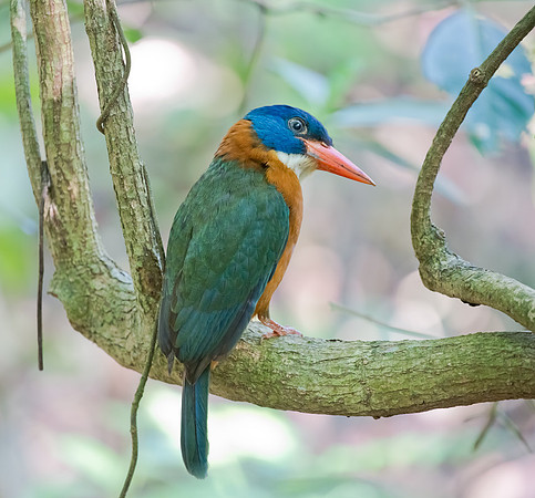1 Blue-headed Kingfisher ♂, Sulawesi, Indonesia 2018