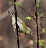 1 Arctic Warbler, Sichuan, China 2017
