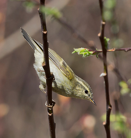 1 Arctic Warbler, Sichuan, China 2017
