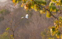 1 Bali Starling, Bali, Indonesia 2018